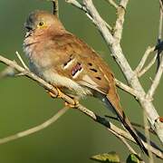 Long-tailed Ground Dove