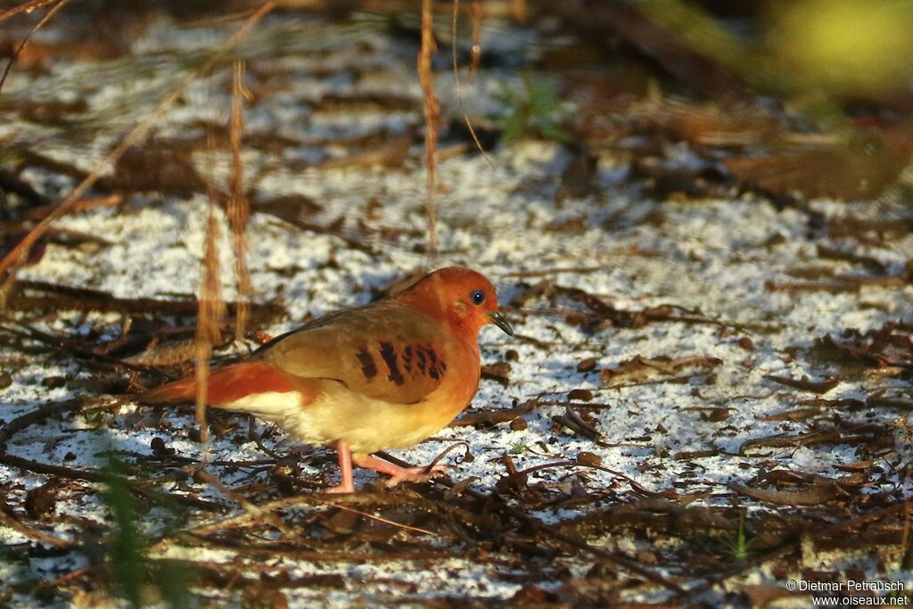 Blue-eyed Ground Doveadult