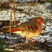 Blue-eyed Ground Dove