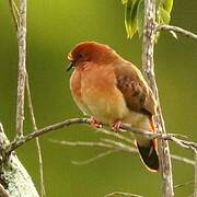 Blue-eyed Ground Dove