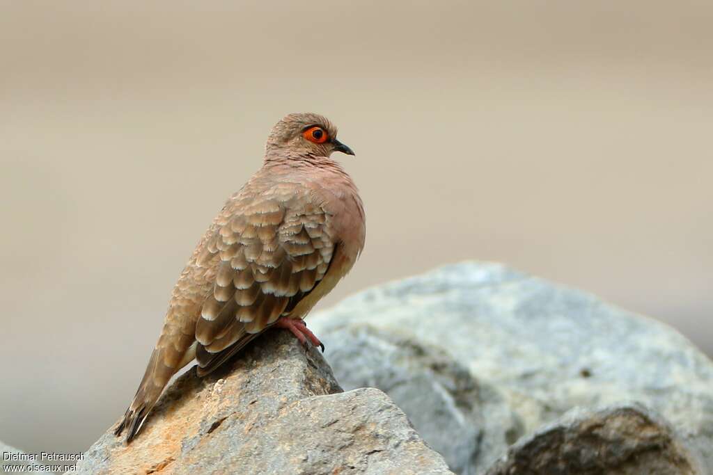 Bare-faced Ground Doveadult, identification