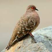 Bare-faced Ground Dove