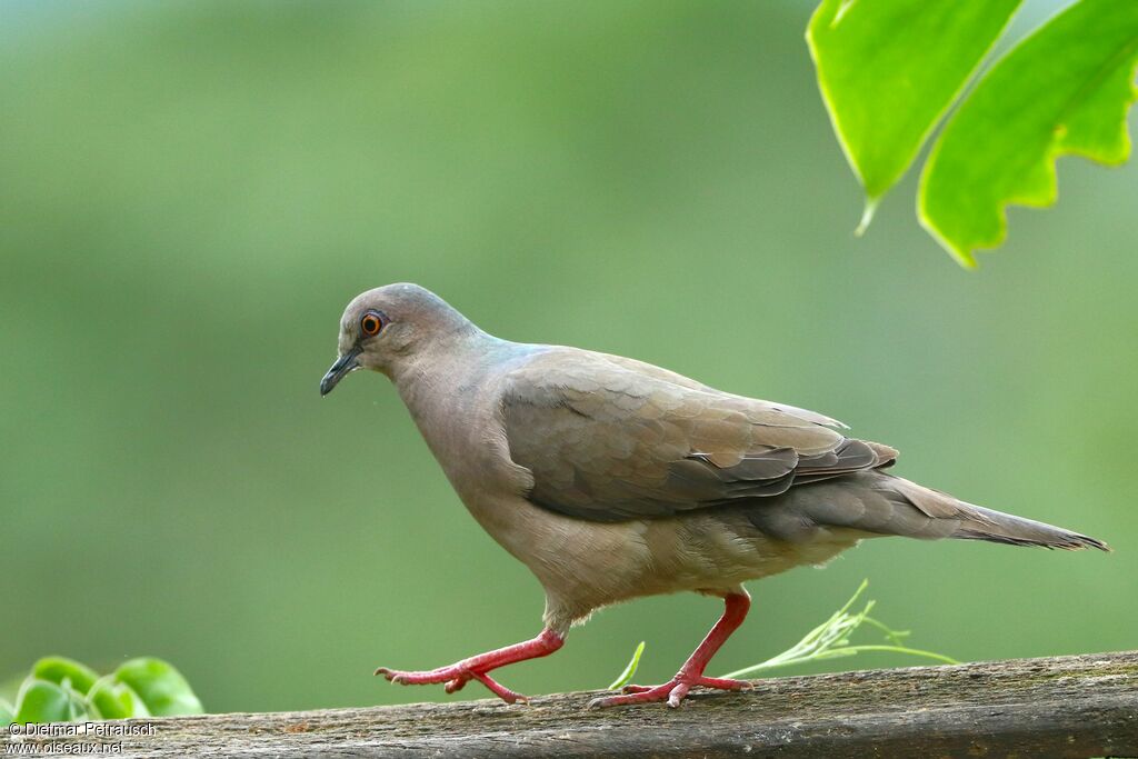 White-tipped Doveadult