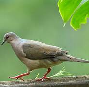 White-tipped Dove