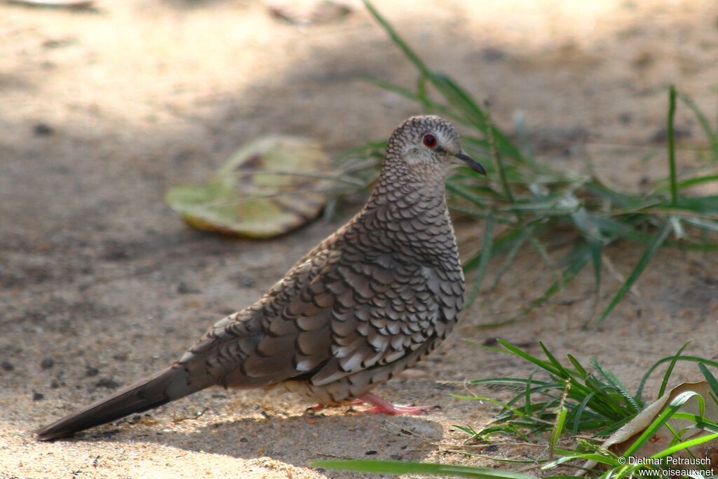 Scaled Doveadult