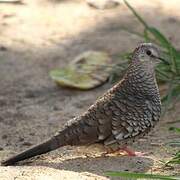 Scaled Dove