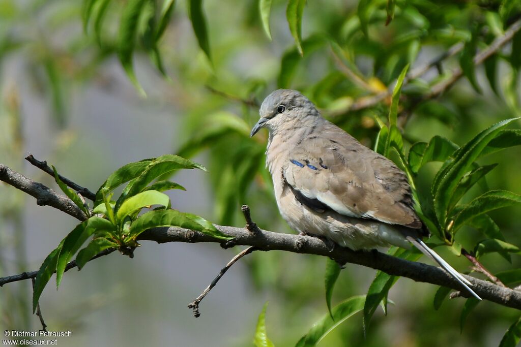 Colombe picuiadulte