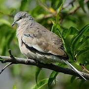 Picui Ground Dove