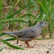 Plain-breasted Ground Dove