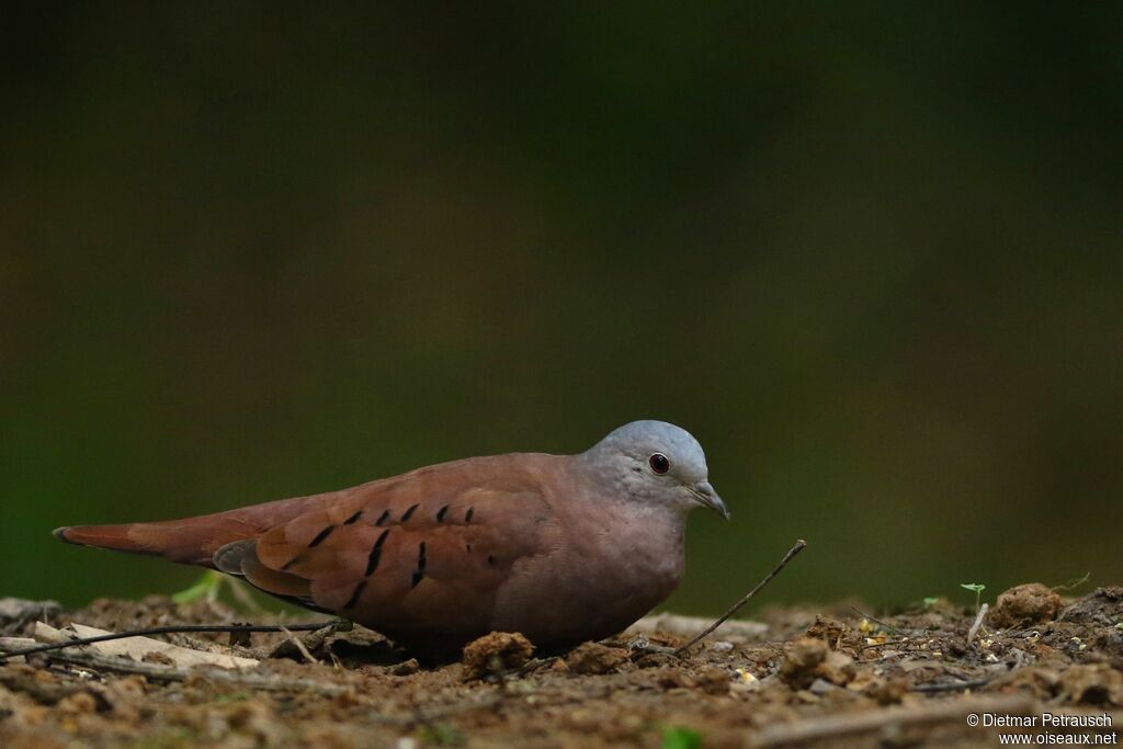 Ruddy Ground Doveadult