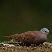 Ruddy Ground Dove