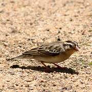 Village Indigobird