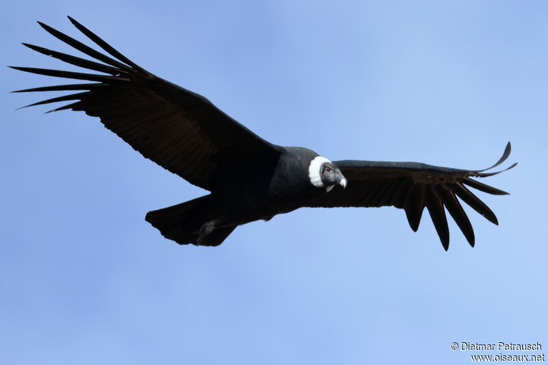 Condor des Andes femelle adulte