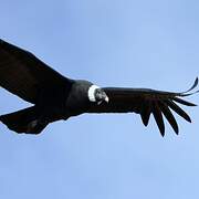 Condor des Andes