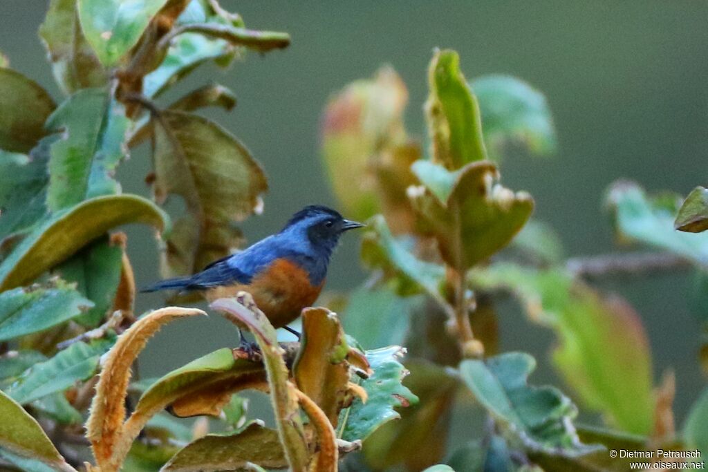 Blue-backed Conebilladult