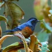 Blue-backed Conebill