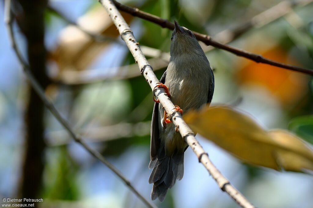 Bicolored Conebilladult