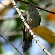 Bicolored Conebill