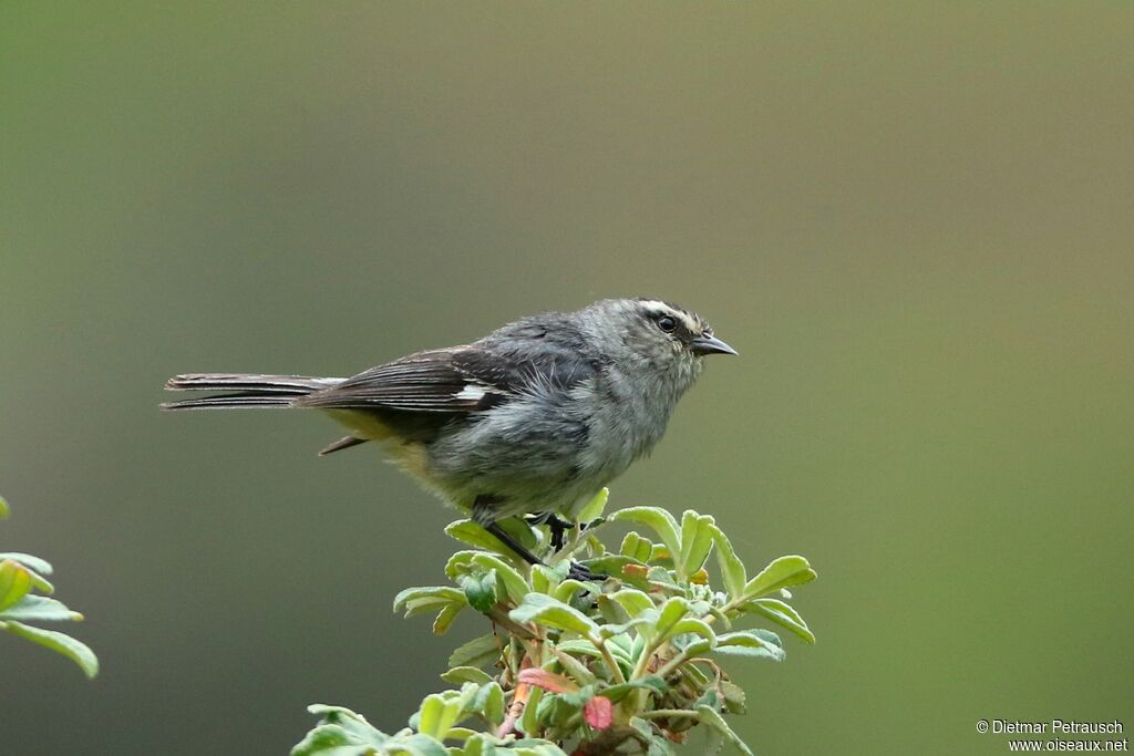 Cinereous Conebilladult