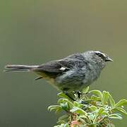 Cinereous Conebill