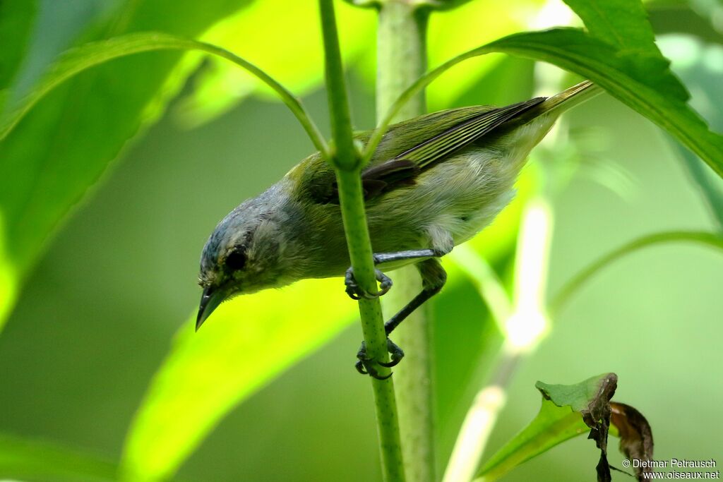 Chestnut-vented Conebill female adult