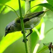 Chestnut-vented Conebill