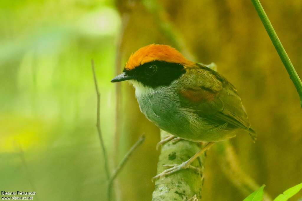 Black-cheeked Gnateater male adult, identification