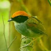 Black-cheeked Gnateater