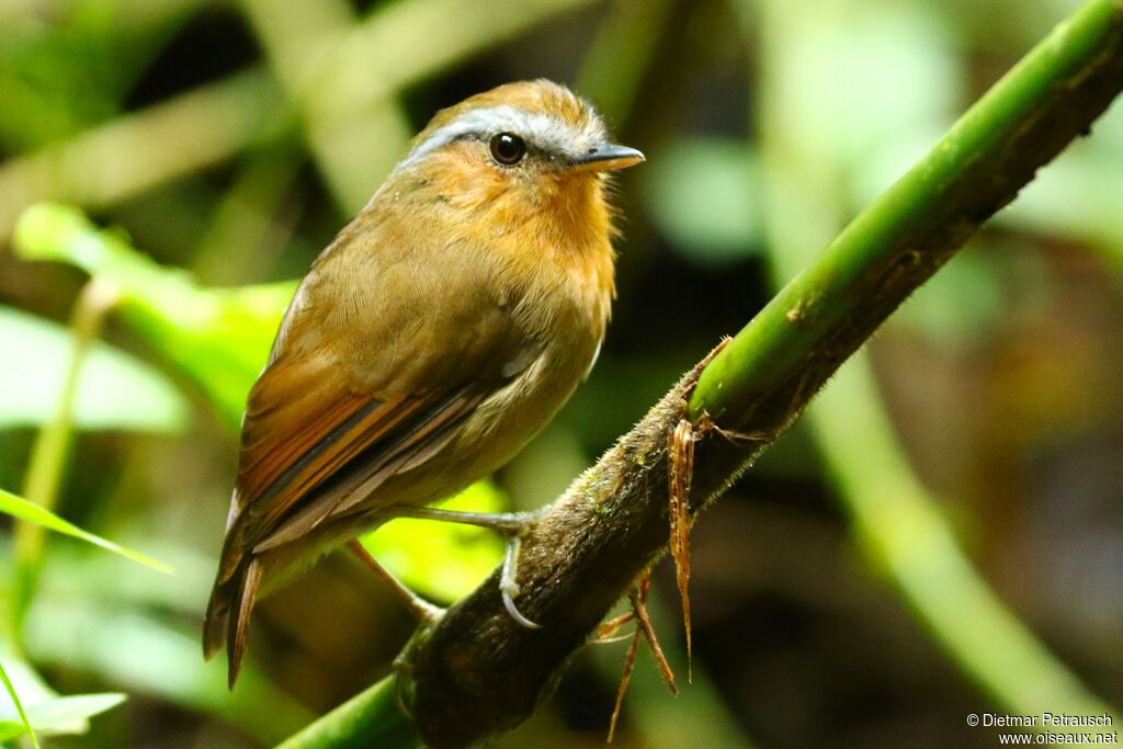 Rufous Gnateateradult, identification