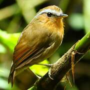 Rufous Gnateater