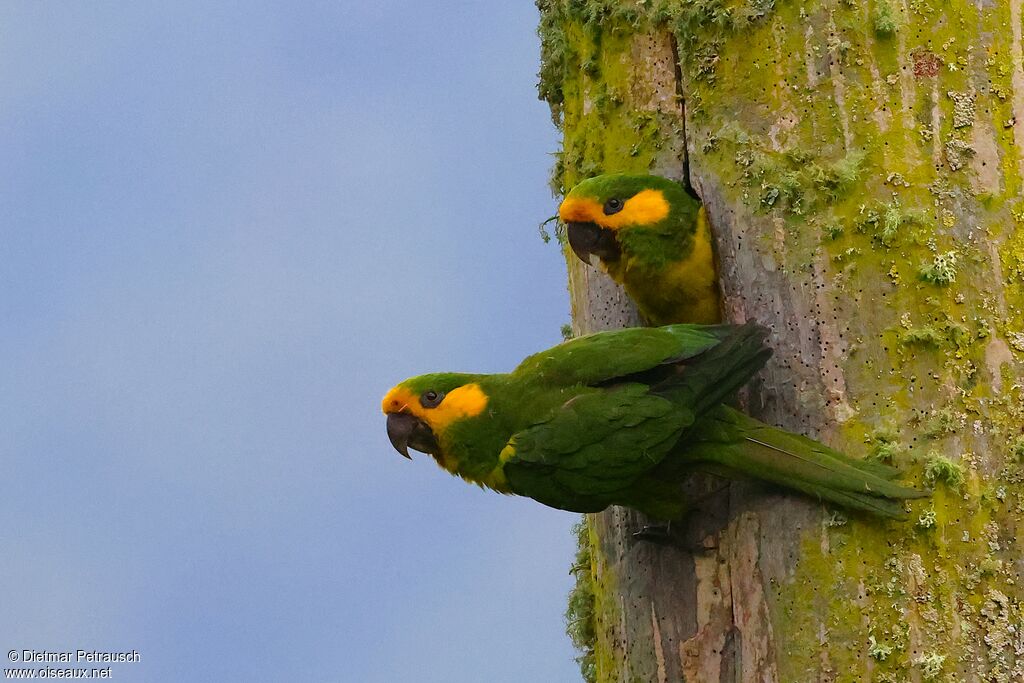 Conure à joues d'oradulte