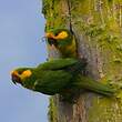 Conure à joues d'or