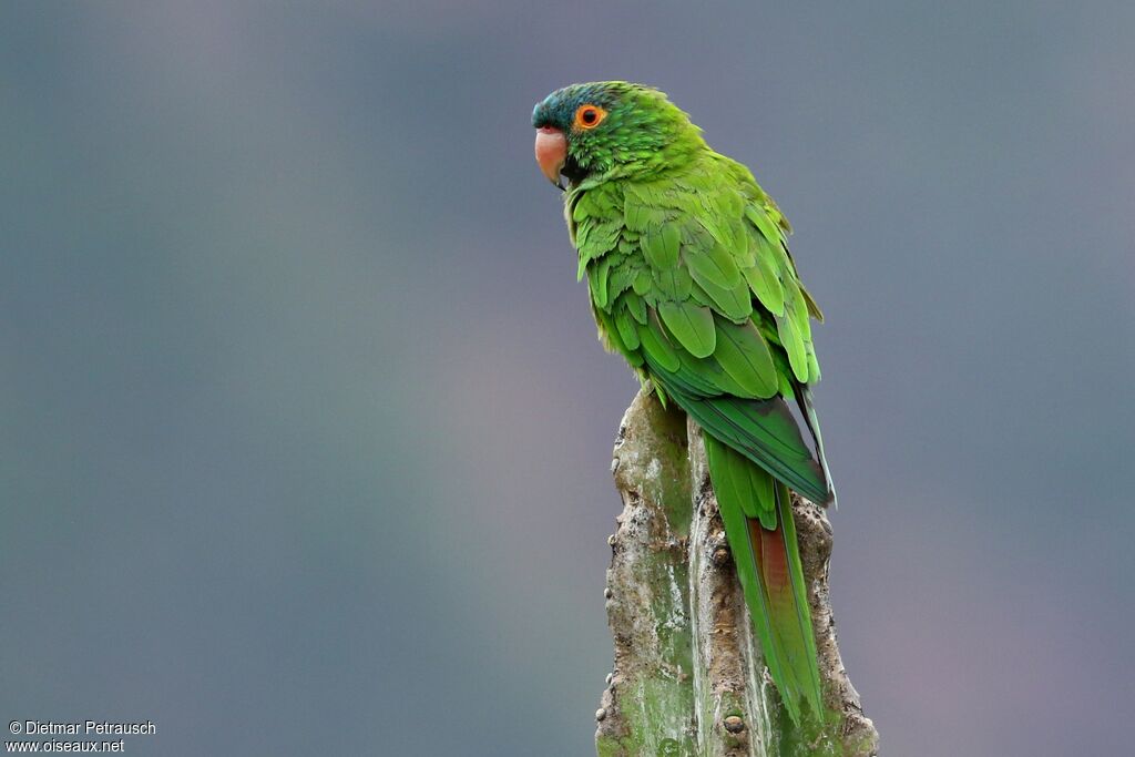 Conure à tête bleueadulte