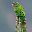 Conure à tête bleue