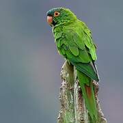 Blue-crowned Parakeet