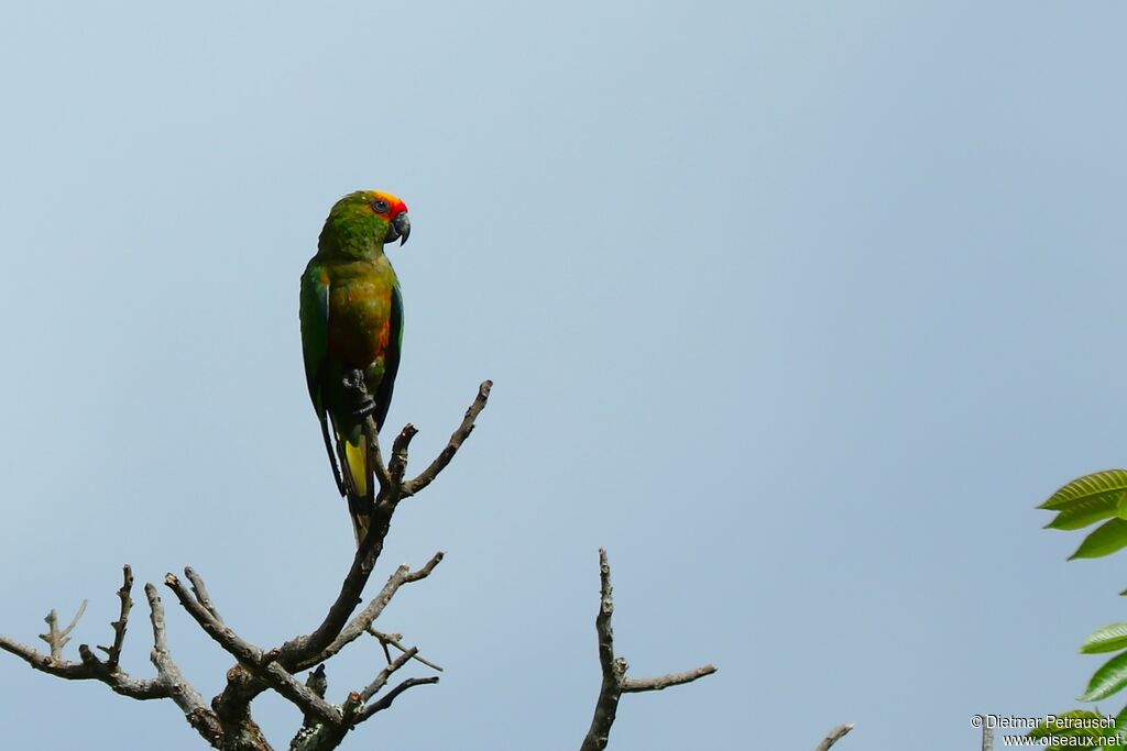 Golden-capped Parakeetadult