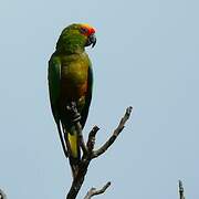 Golden-capped Parakeet