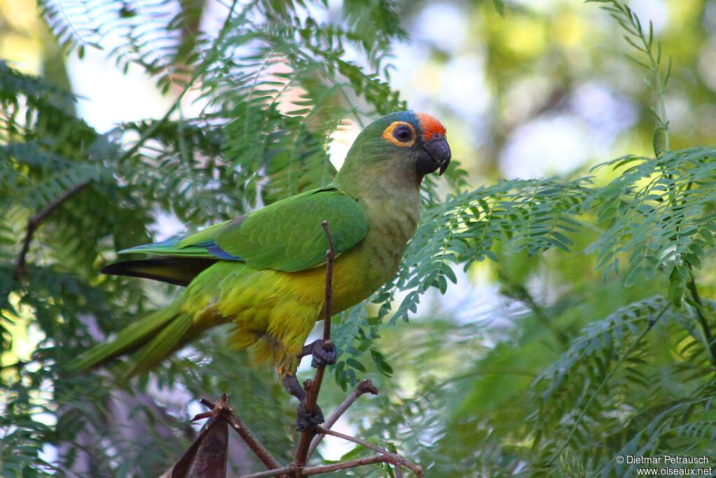 Conure couronnéeadulte