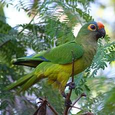 Conure couronnée