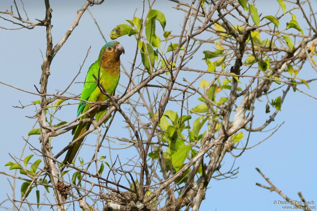 Brown-throated Parakeet