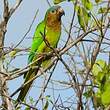 Conure cuivrée