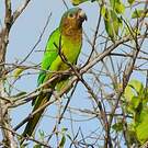 Conure cuivrée