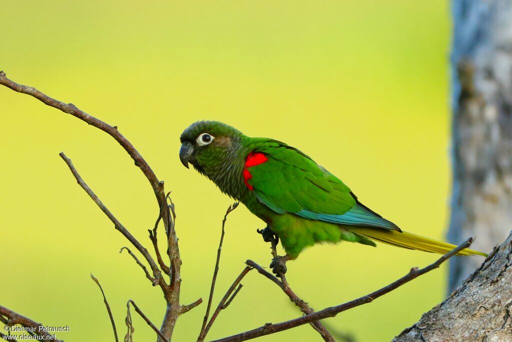 Blaze-winged Parakeetadult