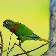 Blaze-winged Parakeet