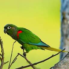 Conure de Deville