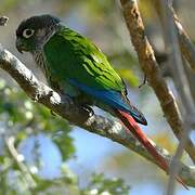 Green-cheeked Parakeet