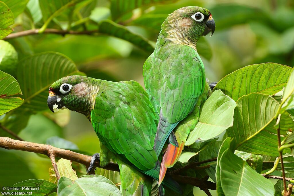 Maroon-bellied Parakeetadult