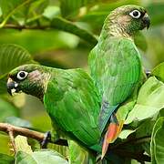 Maroon-bellied Parakeet