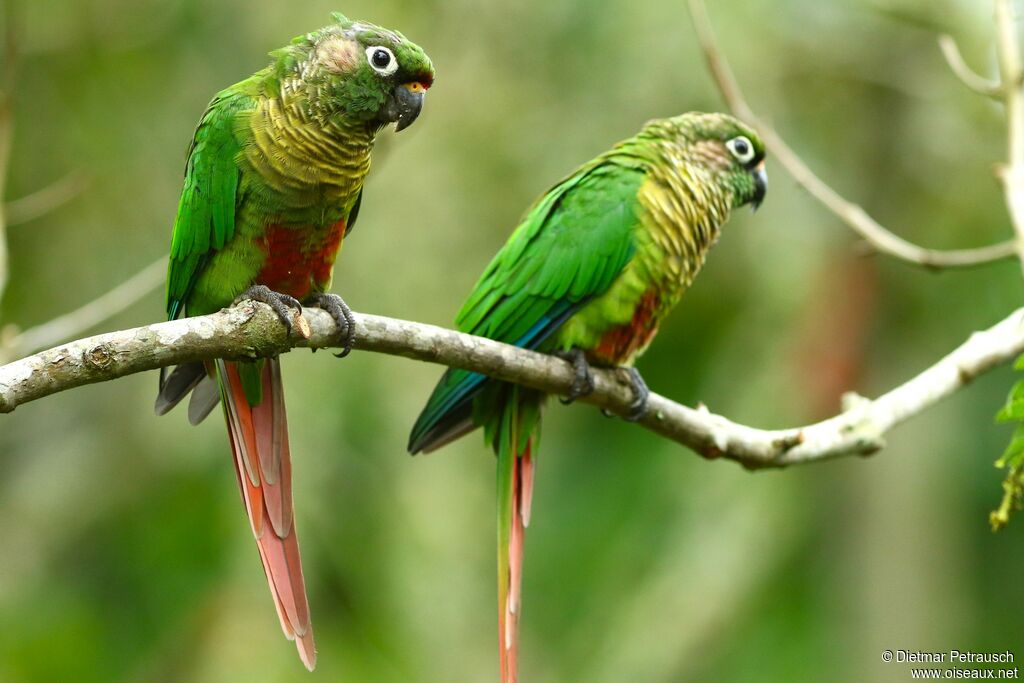 Conure de Vieillotadulte