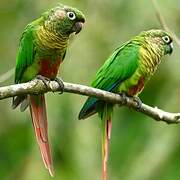 Maroon-bellied Parakeet